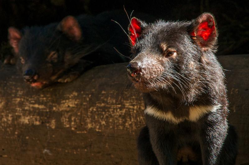 130103_0945_A06621_Tasman_fhd.jpg - Tasmanian Devils Conservation Park